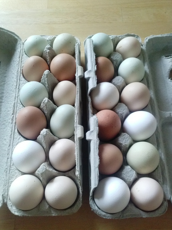eggs-natural-multi-colored-sm