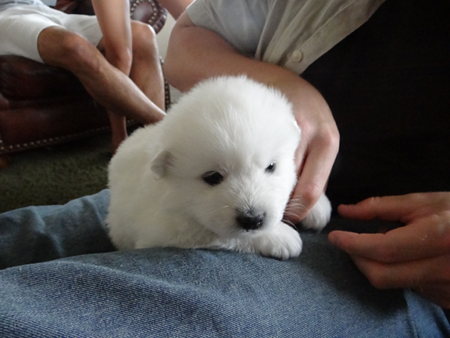 samoyed-puppy-looking-like-polar-bear