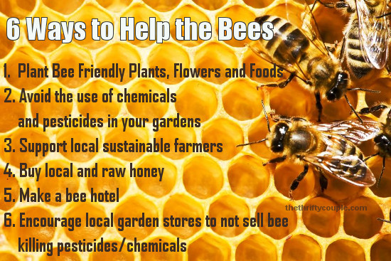6-ways-to-help-the-bees