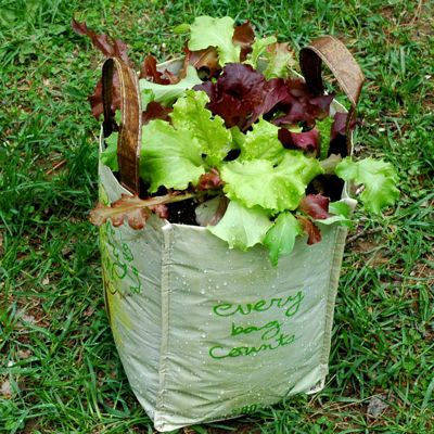 grocery-bag-lettuce-sm