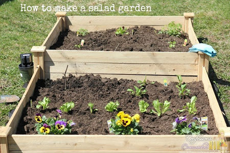 growing-salad-garden-sm