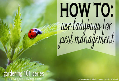 how-to-use-ladybugs-for-garden-sm