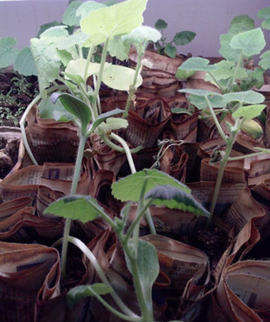 Recycle Newspapers for seed starting plants