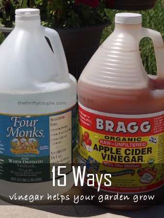 15 uses for vinegar in the garden