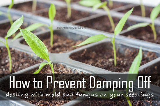 how-to-prevent-damping-off-mold-and-fungus-on-seedlings