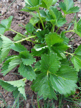 strawberry-plant-1-sm