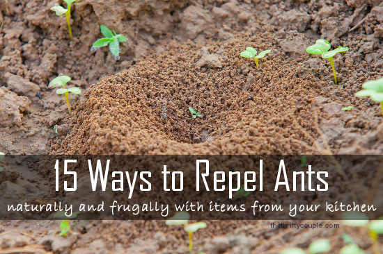 15-ways-to-repel-ants-naturally-and-frugally