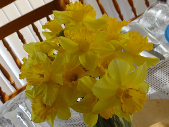 daffodils-sm