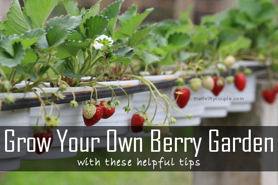 grow-your-own-berry-garden-with-these-helpful-tips