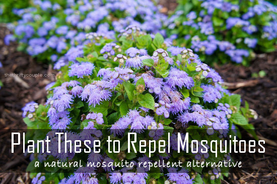 plant-these-to-repel-mosquitoes-natural-repellent