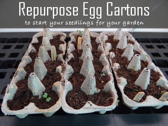 repurpose egg cartons for seedlings 