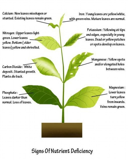 signs-of-plant-nutrient-deficiency-sm