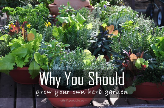 why-you-should-grow-your-own-herb-garden