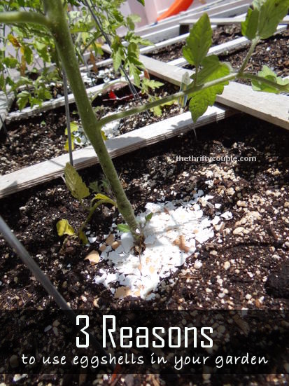3-reasons-to-use-eggshells-in-your-garden