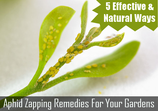 aphid-zapping-remedies-for-your-gardens