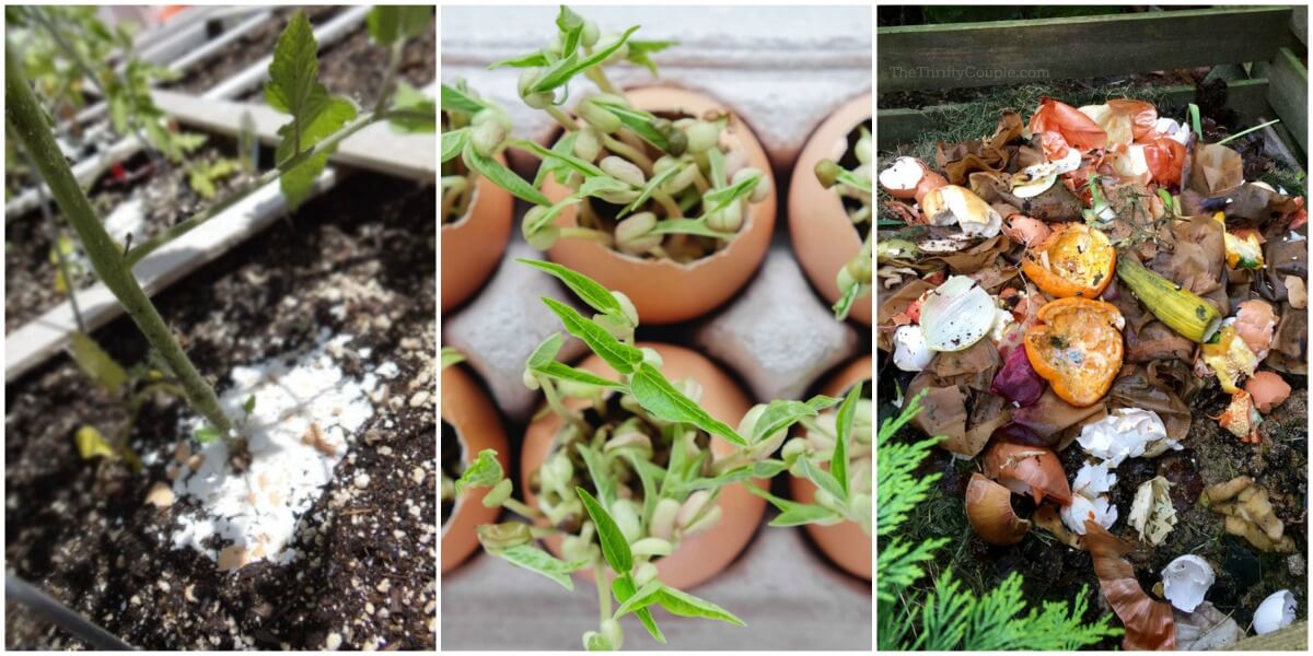 5 Reasons To Use Eggshells In The Garden The Thrifty Couple