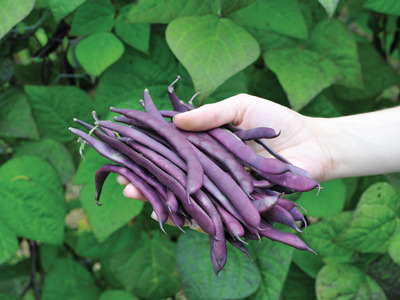 purple-podded-pole-beans-sm