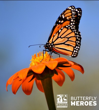 Free-Butterfly-Garden-Starter-Kit-From-the-National-Wildlife-Federation