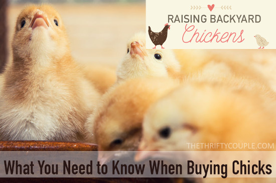 buying-chicks