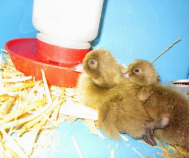 caring-for-chicks-brooder