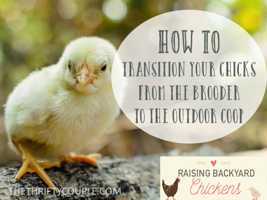 transitioning-chickens
