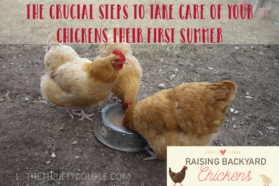 cruicial-steps-to-care-for-chickens-in-summer