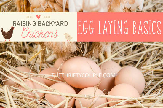 raising-backyard-chickens-egg-laying-basics-steps
