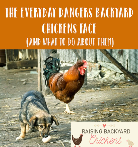 chicken-dangers-raising-backyard-eggs