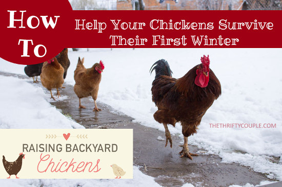 chickens-in-winter-how-to
