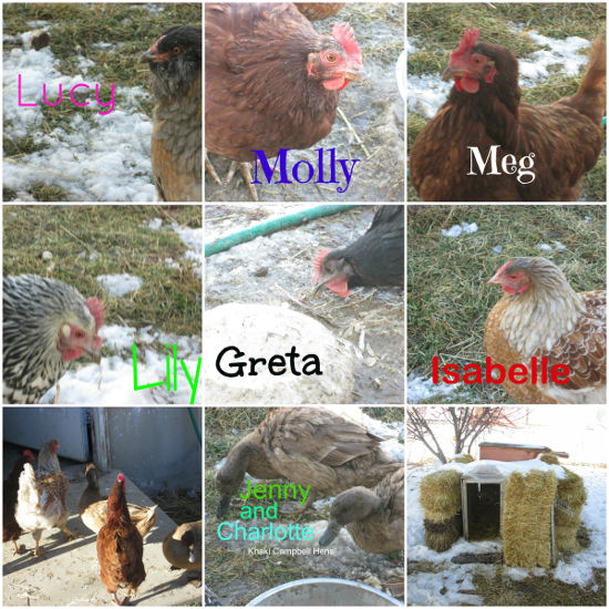 names-chickens