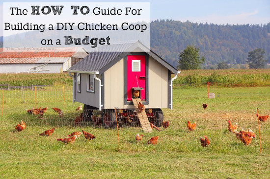 How-To-Guide-Building-Chicken-coop-on-budget-diy-project