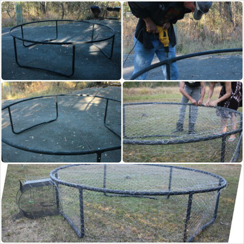 trampoline-bird-cage-chicken-run-idea