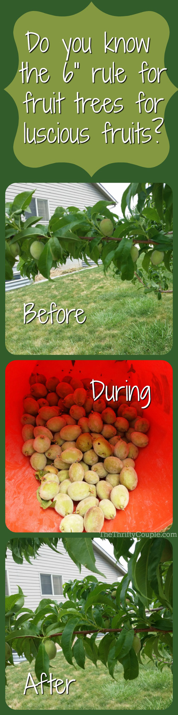 6-Inch-Fruit-Tree-Rule-To-Grow-Luscious-Juicy-Fruits-gardening-tips