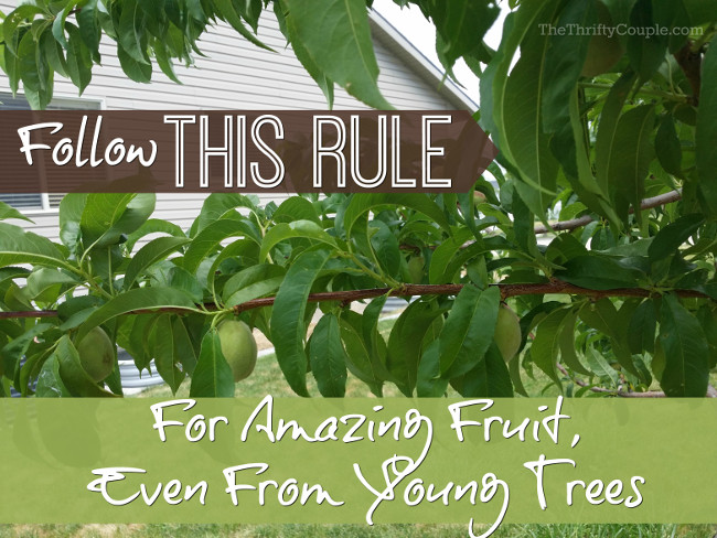 follow-6-inch-fruit-rule-amazing-fruit-trees-tip-gardening