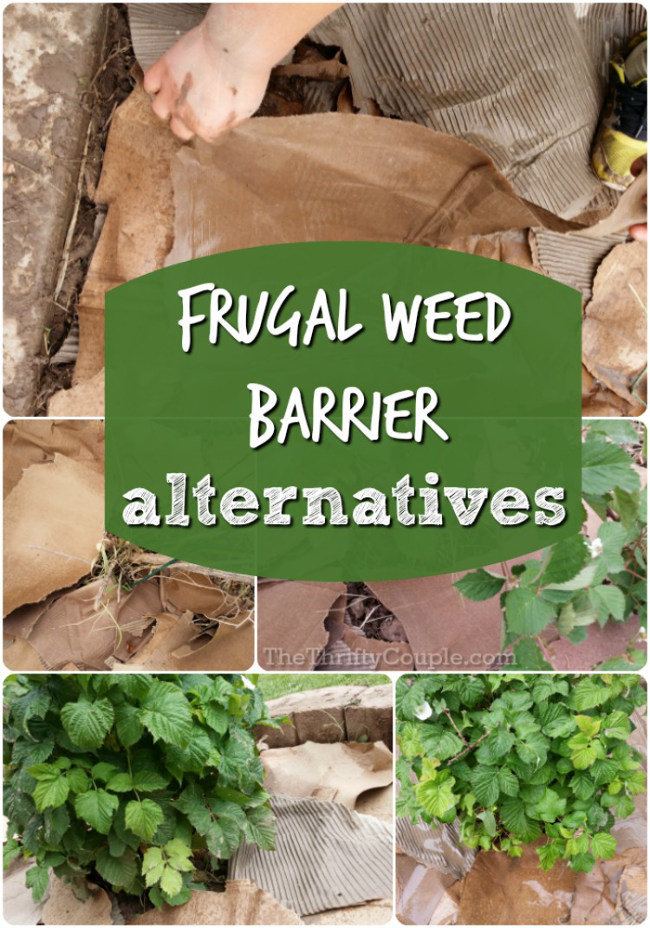 frugal-weed-barrier-alternatives-diy-ideas