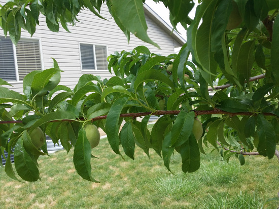 peach-tree-thinning-basics