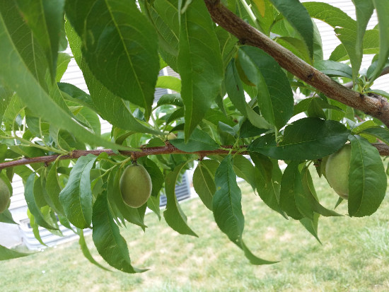 thinning-fruit-trees-example-after