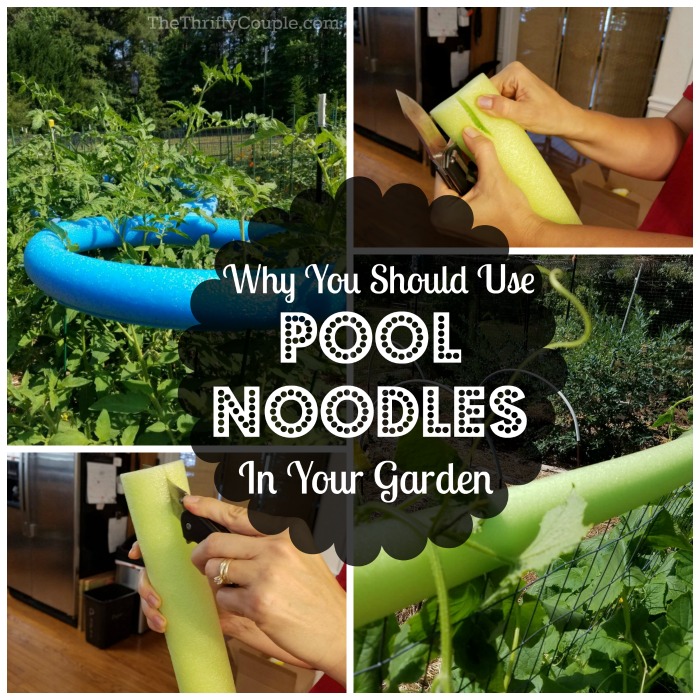 why-you-should-use-pool-noodles-in-your-garden