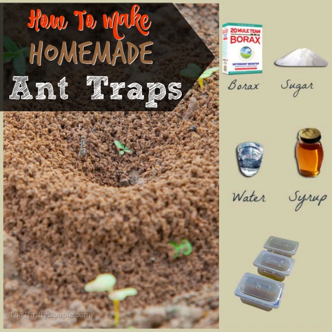 how-to-make-homemade-ant-traps