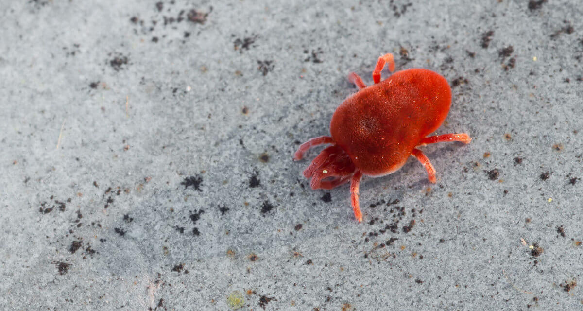 How To Get Rid Of Clover Mites Those Tiny Red Bugs The Thrifty