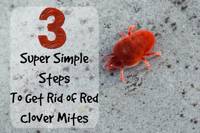 How To Get Rid of Clover Mites